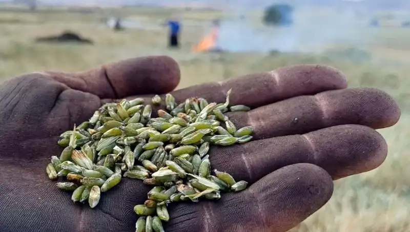 Firik Sezonu Açıldı: Unutulmaz Tatlar Yeniden Bizi Bekliyor