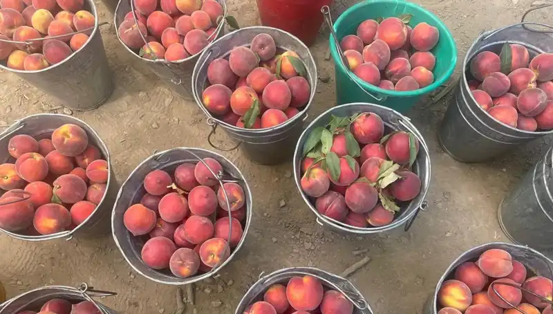 Hasat Sezonu Coşkusu: Çiftçilerin Yüzü, 100 Lira Kilogram Fiyatı ile Güldü