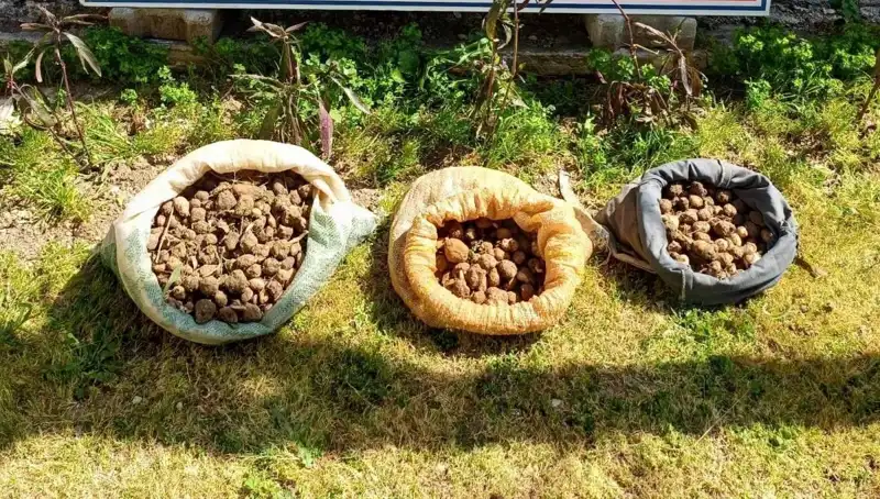 Yaban Hayatta 10 Kilo Salep Toplayan İki Kişi Yakalandı!