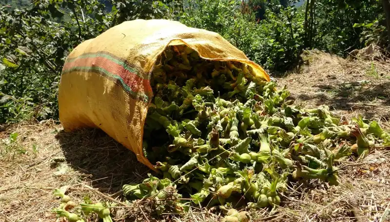Giresun’da Fındık Hasadı Başladı: Üreticiler İçin Umut Dolu Günler