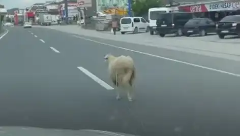 Yalova'da Kaçan Kurbanlıklar Trafiği Alt Üst Etti!