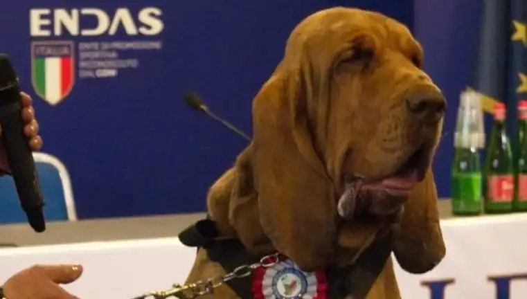 Arama Köpeğine Suikast: Çivili Sosisle Öldürülen Kahraman K9