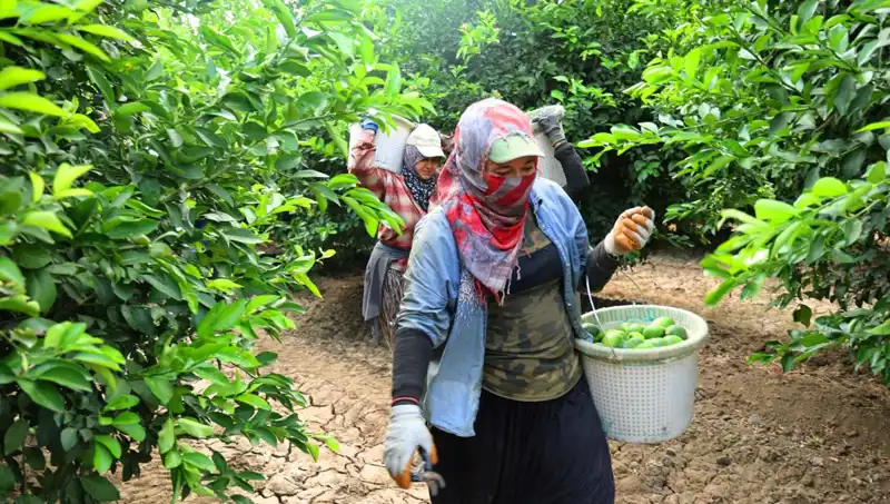 Marketteki Patates Fiyatları Düşüşe Geçiyor: Hasat Sezonu Başladı