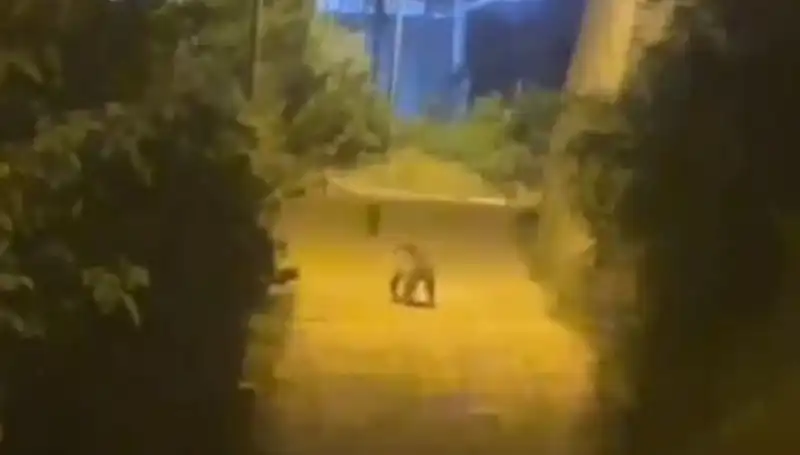 Gümüşhane'de Şehir Merkezinde Ayı Görüntülendi, Vatandaşlar Tedirgin Oldu