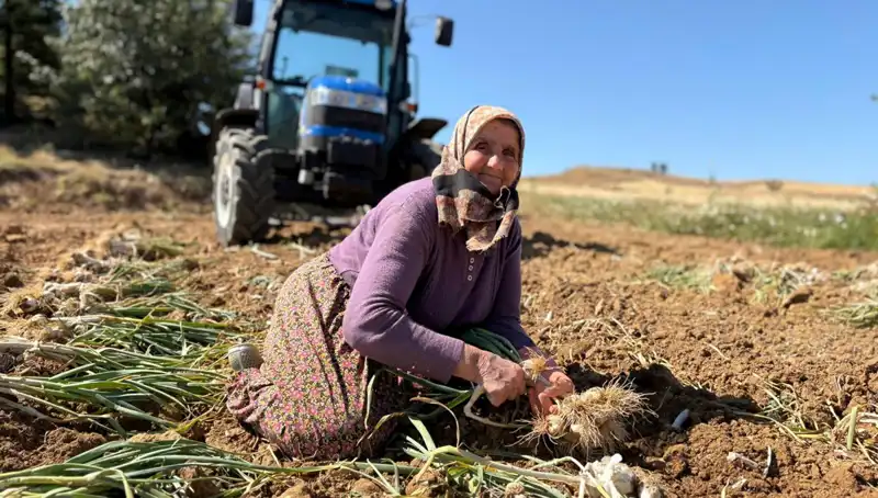Dünyaca Ünlü Selenyum Zengini Tarım Ürünü: Günlük 1200 Lira Kazanç Sağlıyor!