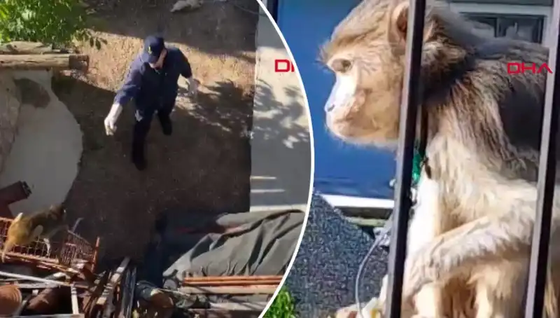 Muğla'da İlginç Bir Olay: Maymun Mahalleliyi Kovaladı!