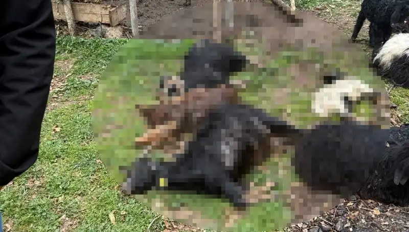 Sahipsiz Köpeklerin Salgını: 18 Keçiyi Telef Eden Olay