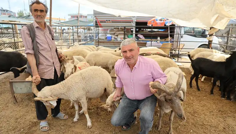 Kurban Pazarında Dikkat Çeken Fark: 4 Boynuzlu Koçlar Neden Tercih Ediliyor?