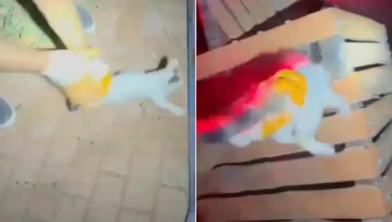 Gece Yarısı İtfaiye Ekibinden Kahramanlık: Kedi Kurtarma Operasyonu