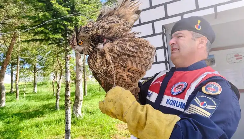 Dikenli Tellere Takılan Puhu, Kahramanlar Tarafından Kurtarıldı