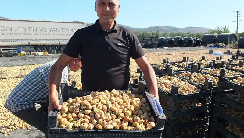 Balıkesir'de Geleneksel Hasat Sezonu: Çin ve Rusya'ya İhraç Başladı