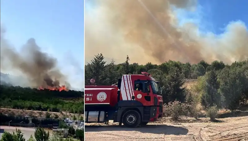 Gebze Orman Yangını: Doğa ve Ekosistem Tehdit Altında!