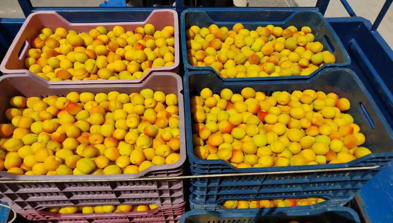 İlk Yerli Ürün Hasadı: 500 TL'den Satışa Çıktı!