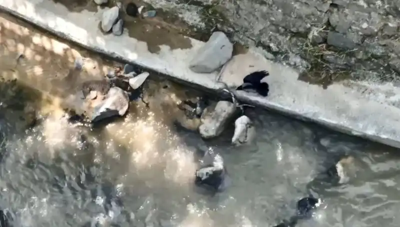 Karga ve Yılanın Rahat Bırakmayan Mücadelesi: Doğada Hayatta Kalma Savaşı