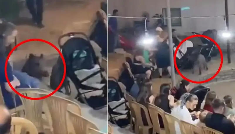Düğün Törenine Gelen Yaban Domuzu Misafirleri Şaşırttı