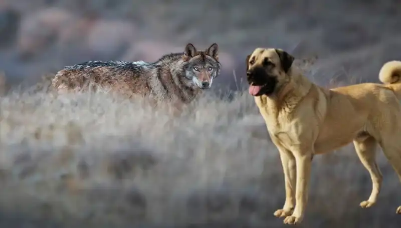 Kangal Köpeği: Kurtların yükselişi ile artış gösteren talep