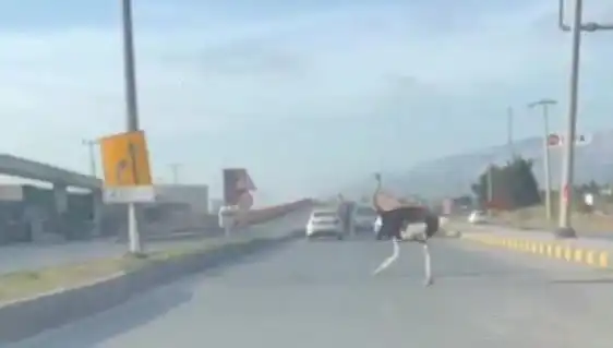 Trafikte Deve Kuşu Görülmesi: Şaşkınlık Yaratan O Anlar